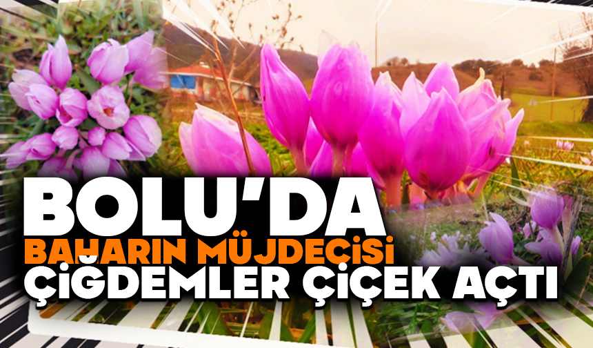 Bolu’da baharın müjdecisi çiğdemler çiçek açtı