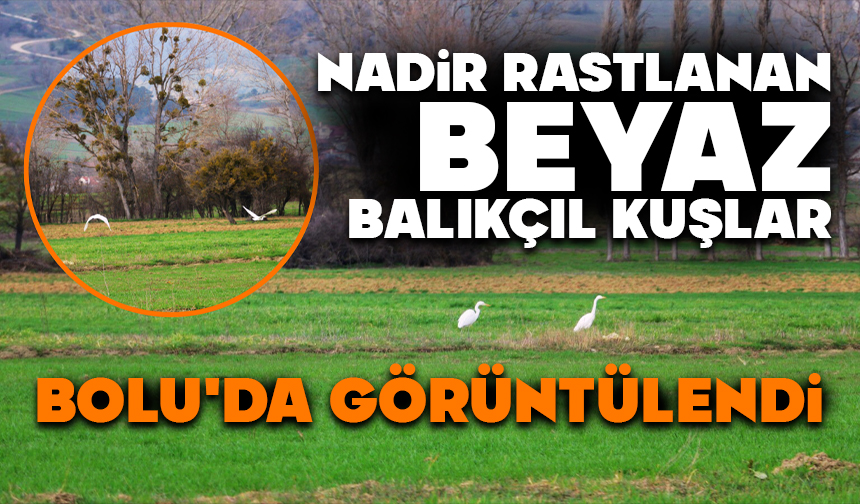 Nadir rastlanan beyaz balıkçıl kuşlar Bolu’da görüntülendi