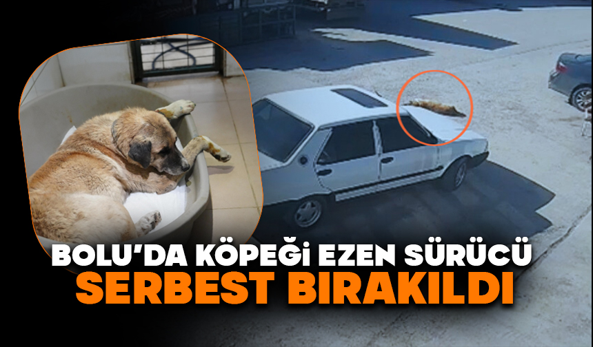 Köpeği ezen sürücü serbest bırakıldı