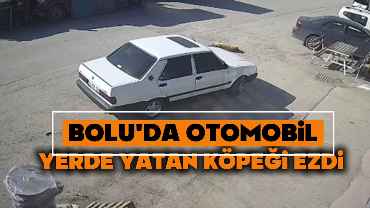 Bolu’da otomobil yolda yatan köpeği ezdi